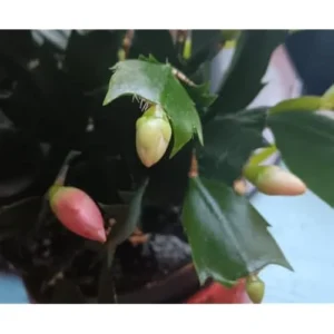 Christmas Cactus Zygocactus - 3 Inch Pot - Salmon Color - Holiday Succulent