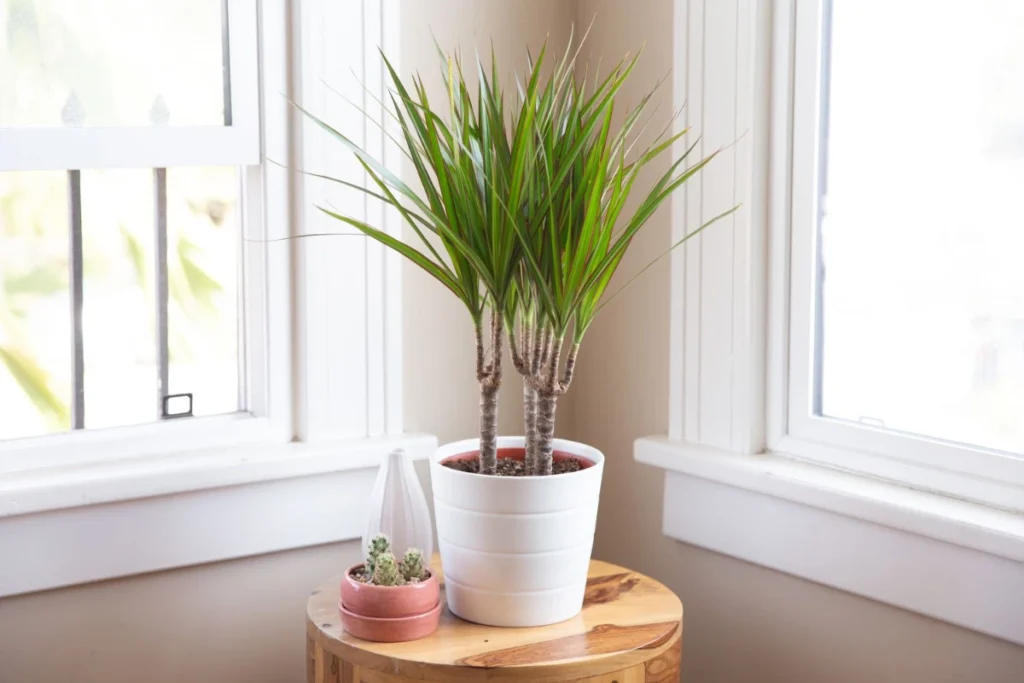 trending houseplants