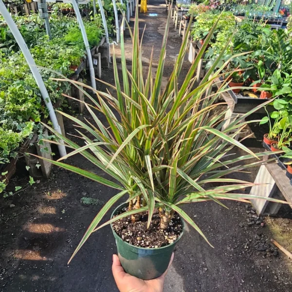 Dracaena Bicolor Cane - 6in Pot - Vibrant Indoor Corn Plant