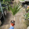 Dracaena Kiwi Cane - 4in Pot - Low Maintenance Indoor Plant