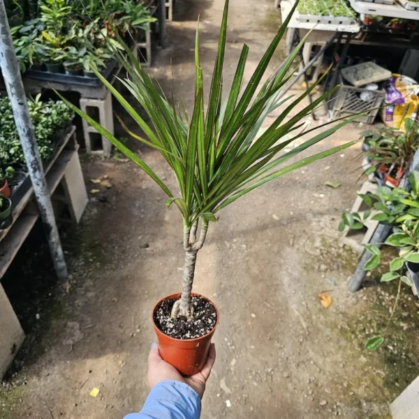 Dracaena Kiwi Cane - 4in Pot - Low Maintenance Indoor Plant