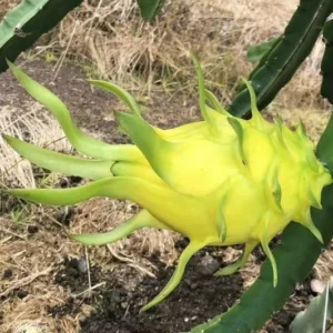 Dragon Fruit Plant - 12-14 Inch Yellow Pitaya Cactus Plant in Half Gallon Pot