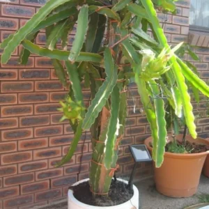 Dragon Fruit Plant Pitaya Cactus - Yellow Variety - Selenicereus Megalanthus Plant 6-10 Inch, 4 Inch Pot