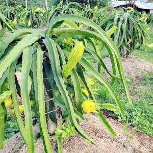 Dragon Fruit Plant Pitaya Cactus - Yellow Variety - Selenicereus Megalanthus Plant 6-10 Inch, 4 Inch Pot