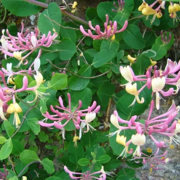 Dutch Honeysuckle Starter Plant - 8-12 Inch - Lonicera Periclymenum Belgica