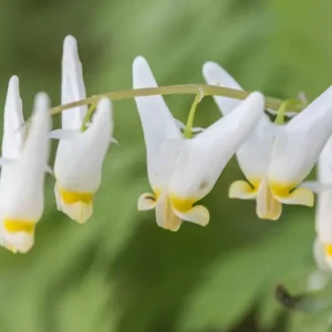 Dutchman's Breeches Bulbs - 5 Root Systems - Spring Flowering Perennial