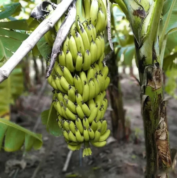 Dwarf Banana Plant - Live Banana Tree - Dwarf Cavendish Banana Plant -1 Foot Tall - Gallon Pot - Tropical Fruit