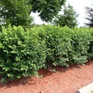 Dwarf Burning Bush - 10 Bare Root Hardy Shrub Plants - Euonymus alatus - Fall Color