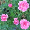 Dwarf Pink Rose Bush Miniature Rose Shrub - 4 to 8 Inch Tall Plant