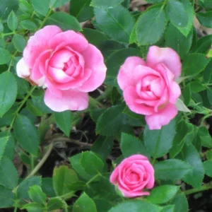 Dwarf Pink Rose Bush Miniature Rose Shrub - 4 to 8 Inch Tall Plant