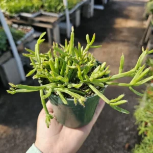 Rhipsalis Trigona - Rare Tropical Cactus - 2in Pot - Rooted and Unrooted Cuttings