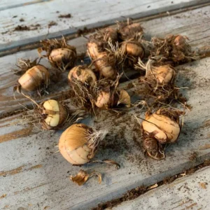 Mixed Crocosmia Bulbs - 20 Pack Spring Summer Flowers - Multicolor Montbretia Corns