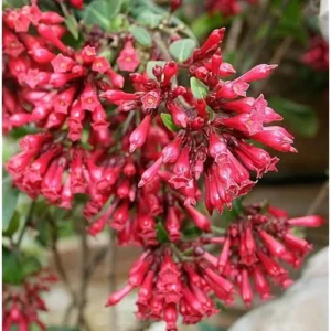 Jasmine Live Plant - 4 Inch - Red Night Blooming Fragrant Flowers -Cestrum Newelli