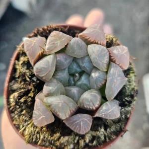 Haworthia Cooperi Purple - Unique Translucent Succulent 2in Pots