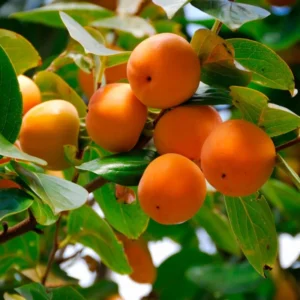 2 Live American Persimmon Trees 12-18 Inch Tall Sweet Native Fruit Attract Deer