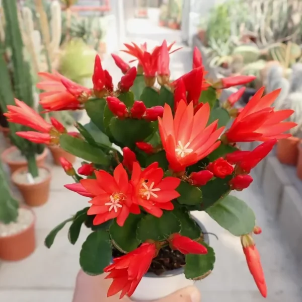 Easter Cactus Plant 3.5" Pot Red Rhipsalidopsis Hatiora Spring Cactus