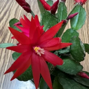 Easter Cactus Plant 3.5