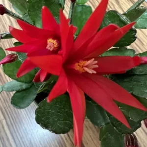 Easter Cactus Plant 3.5