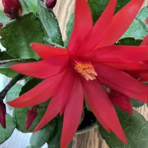 Easter Cactus Plant 3.5