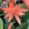 Easter Cactus Plant 4" Pot Spring Cactus Plant Orange Rhipsalidopsis Hatiora Plant