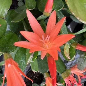 Easter Cactus Plant 4