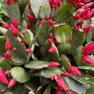 Easter Cactus Plant 4