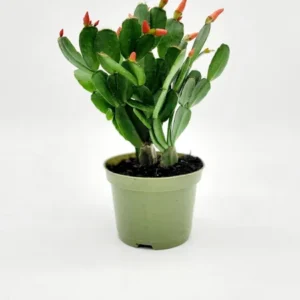 Easter Cactus Plant 4