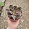 Echeveria nodulosa - Painted Echeveria - 2in Pot - Rare Succulent