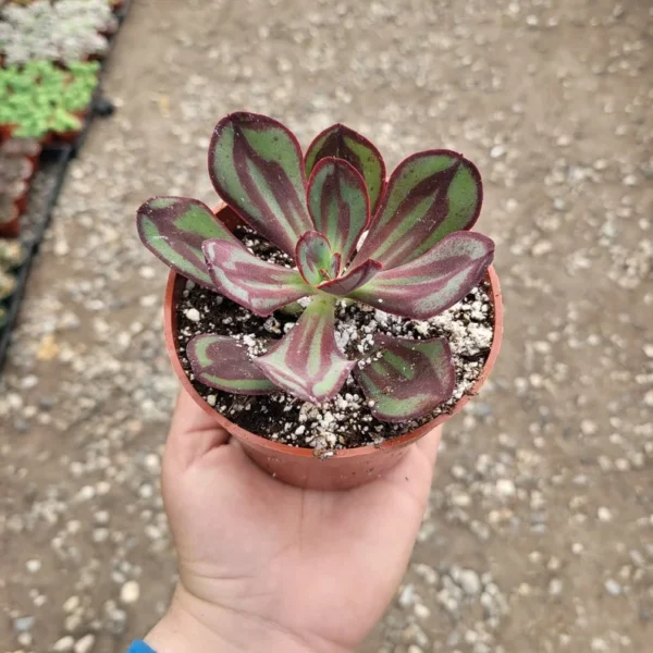 Echeveria nodulosa - Painted Echeveria - 2in Pot - Rare Succulent