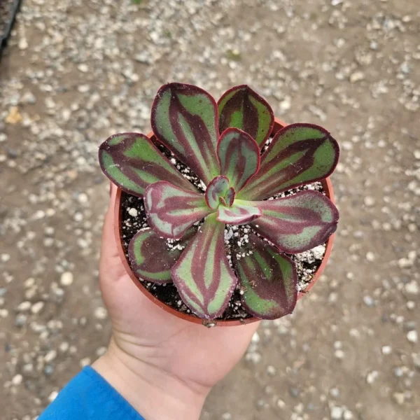 Echeveria nodulosa - Painted Echeveria - 2in Pot - Rare Succulent