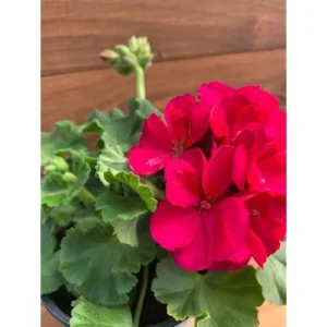 Set of 2 Live Geranium Plants - 4 to 6 Inch - Violet Blooms - Hardy & Fragrant