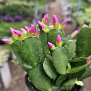 Pink Spring Cactus - Rhipsalidopsis gaertneri - Easter Cactus - Rooted Cuting