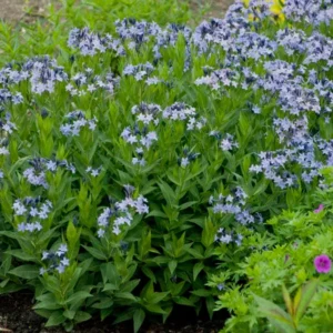 Amsonia 'Blue Ice' Perennial - Starter Plant - 16" Tall - Drought Tolerant