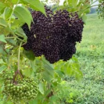Elderberry (Sambucus canadensis) Shrub - Qt Pot Size - Fast Growing Fruit Bush