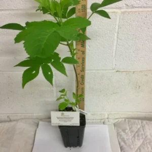 Elderberry (Sambucus canadensis) Shrub - Qt Pot Size - Fast Growing Fruit Bush