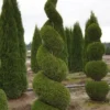 Emerald Green Arborvitae - 4 inch Potted Evergreen Tree - Thuja occidentalis