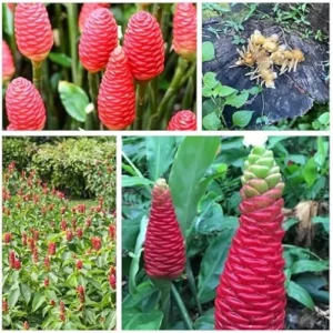 3 Tubers Red Shampoo Ginger - Awapuhi Wild Ginger, Well-Rooted Rhizomes