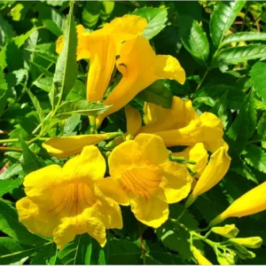 Esperanza 'Goldstar' Yellow Bells 1 Gallon Live Plant - Yellow Flowers, Fast Growing, 6-7 ft. Tall