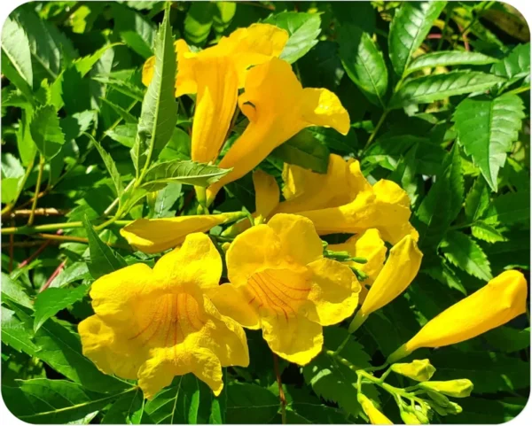 Esperanza 'Goldstar' Yellow Bells 1 Gallon Live Plant - Yellow Flowers, Fast Growing, 6-7 ft. Tall