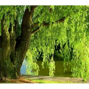 3 Green Weeping Willow Trees - Outdoor Bare Root Plants 3 to 4 Ft Tall