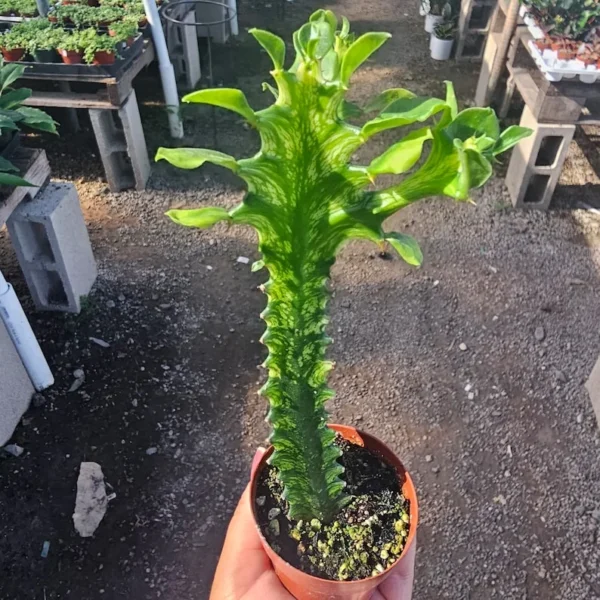 Euphorbia Mint Creme Succulent - 3in Pot - Rare and Unique Houseplant