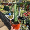 Euphorbia Trigona Rubra - Green Lucky Plant - 4in Pot