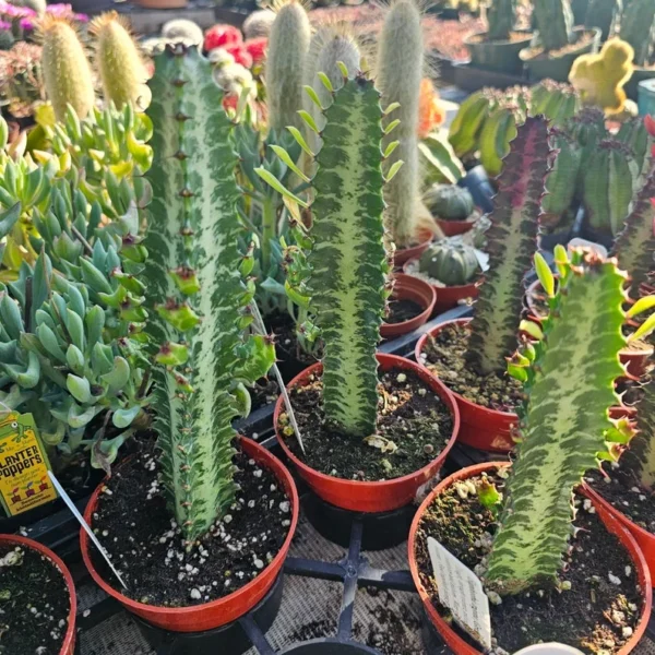 Euphorbia Trigona Rubra - Green Lucky Plant - 4in Pot