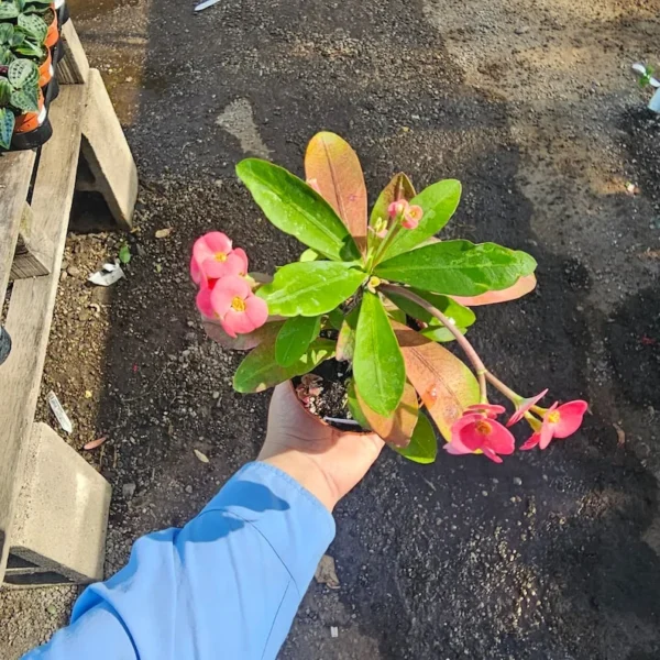 Euphorbia milii Floral Pink - Pink Crown of Thorns - 4in Pot