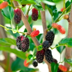 Everbearing Black Mulberry Tree Plant - 6 to 10 Inch Tall - 4 Inch Pot - Live Plant