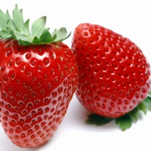 Eversweet Everbearing Strawberry Plants 10 Bare Roots - Super Sweet Variety Strawberry Fruit