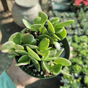 Trailing Jade Succulent - Weeping Jade - 2in Pot - Easy Care