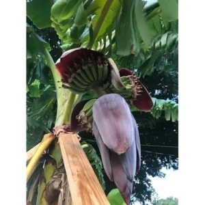 Gran Nain Banana Plant - Cold Hardy Live Banana Tree, 2 Feet Tall