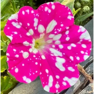 2 Night Pink Petunia Plants - Dwarf Pink Petunia Flowers