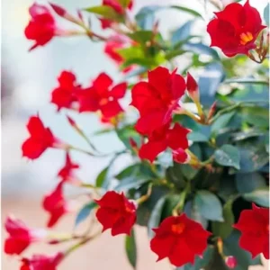 Red Mandevilla Live Plant - 10 to 20 Inches - Vibrant Climbing Vine